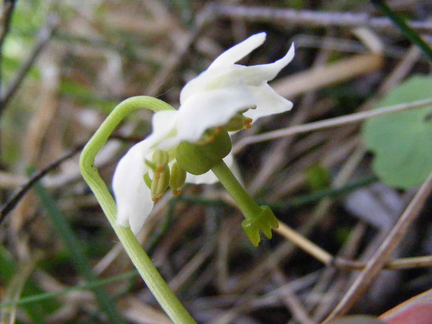 Moneses uniflora o Pirola uniflora